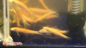 Геринохейлус желтый (золотой) водорослеед. Аквариумные рыбки. Аквариумистика.