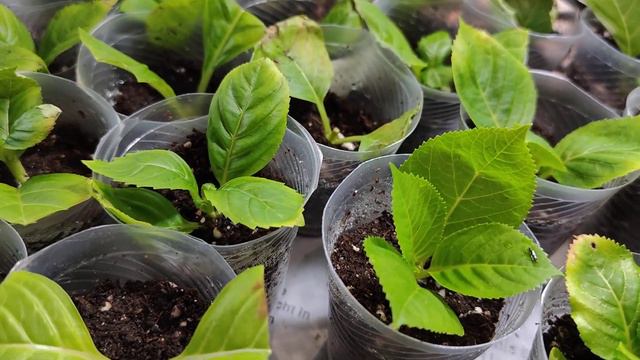 Укорінення крупнолистної #гортензії за 10 днів. смотреть онлайн