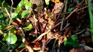 Опята после дождя пошли с новой силой 11.11.2023 Сочи Горное Лоо.