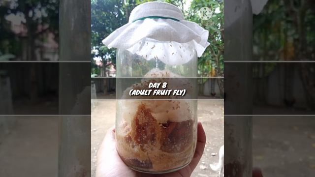 Drosophila melanogaster (Fruit Fly) Culture смотреть онлайн