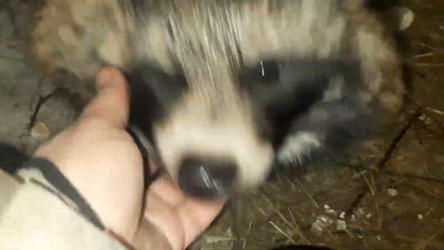 Енотовидка в деле смотреть онлайн