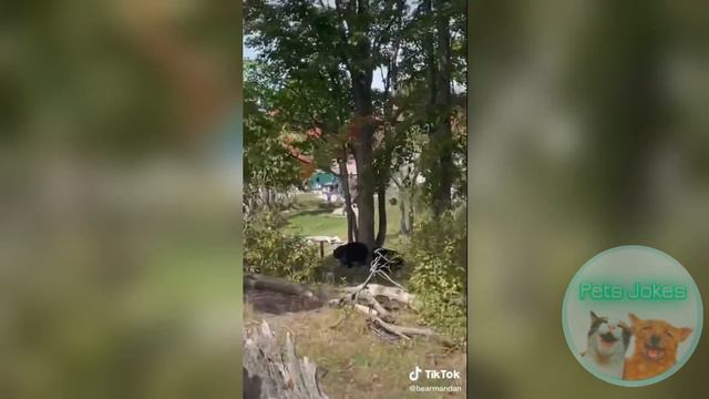 Я РЖАЛ ПОЛЧАСА|ПРИКОЛЫ С ЖИВОТНЫМИ ИЗ ТИК-ТОКА|ПОДБОРКА ПРИКОЛОВ С ЖИВОТНЫМИ 2022 #3