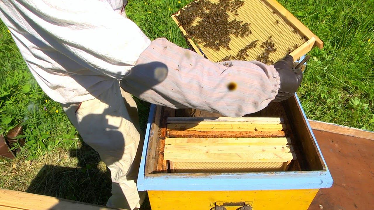 Поимка и заселение первого роя 2020 г. Пчеловодство. Нефтекамск.