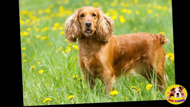 🚨Las RAZAS de PERROS mas VENDIDAS en el mundo 🚨 смотреть онлайн