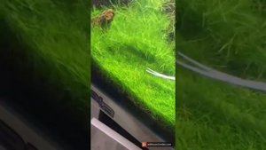 Eleocharis Parvula Mini pruning ( ivagumi )