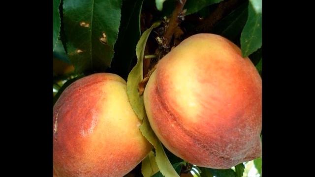 Зимостойкий колоновидный персик Золотой триумф смотреть онлайн