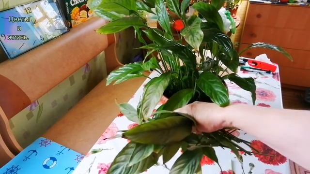 Спацефиллум или женское счастье. Обрезка. смотреть онлайн