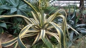 Экскурсия в Донецкий Ботанический сад