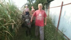 ПРО ШЕТЛЕНДСКИХ ПОНИ — ОПИСАНИЕ ПОРОДЫ| #ПОНИ