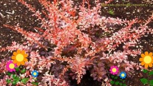 Барбарис тунберга Пинк Атракшн. Краткий обзор, описание berberis thunbergii Pink Attraction