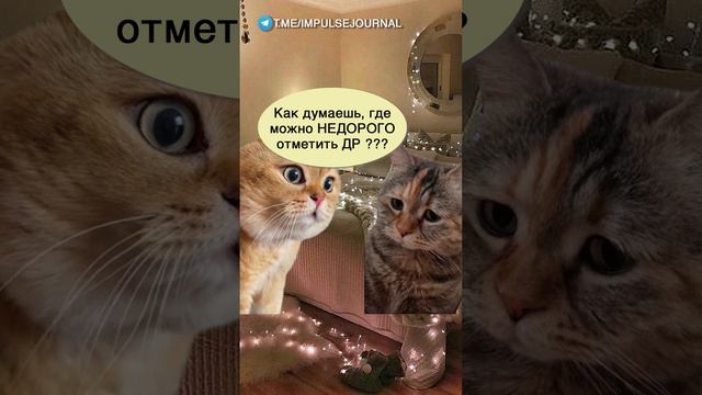 Сегодня праздник #мыкотики #вмем #разговор #анекдот #шутки #коты #юмор #смешное #прикольно #мемы #ca