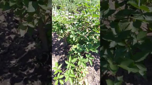 Ежевика Начез 30 июля 2020г смотреть онлайн