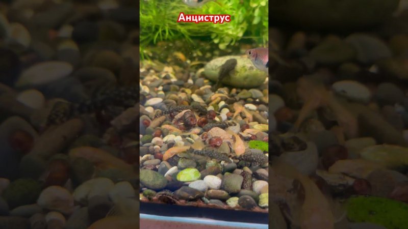 Малыши анциструсы кормятся #aquariumshow #aquarium #aquashow #fishaquarium #grandaquarium