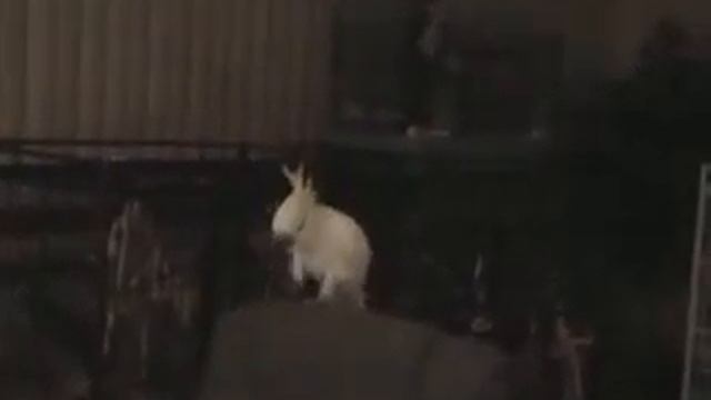 Попугай зажигает! ржу не могу смотреть онлайн