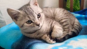 Знакомьтесь...наш котёнок Саймон!??