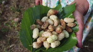 Свадебные блюда Азербайджанская Кухня Деревенская Кухня  Рецепты