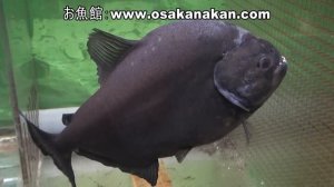 ブラック・ピラニア(Black Piranha)学名:Serrasalmus rhombeus