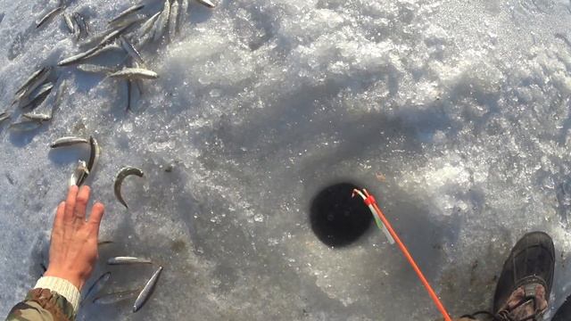 Поймать корюшку на самодур? ЛЕГКО! Обловил всех рыбаков! смотреть онлайн