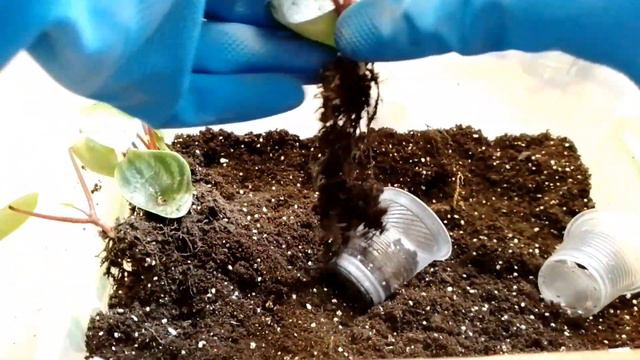 ПЕРЕСАДКА РОСЛИНОК 🪴🪴🪴transplanting seedlings 🪴🪴🪴