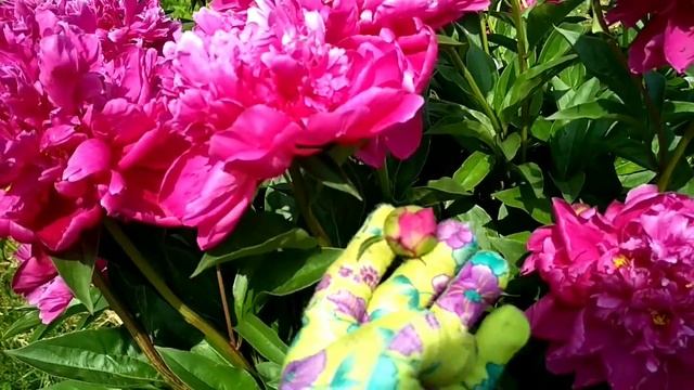 100 подписчиков, спасибо. Как цветут пионы. смотреть онлайн