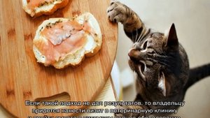 У кота моча пахнет аммиаком: почему воняет