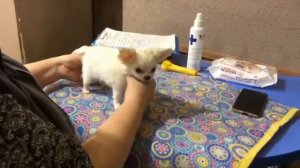 Как происходит актировка и клеймение щенков #чихуахуа Бьем татушку в ухе