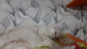 Мейн кун. Кормление.
