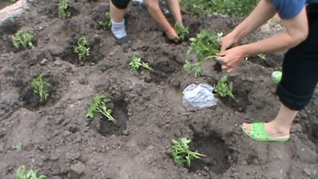 Посадка помидоров. Томаты Санька,Ляна,Джина.Посадка перца Украинский горький смотреть онлайн