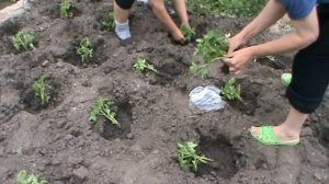Посадка помидоров.  Томаты Санька,Ляна,Джина.Посадка перца Украинский горький