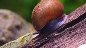 WELTNEUHEIT: Neue Art aus PAPUA! Blue Berry Snail - Viviparus sp