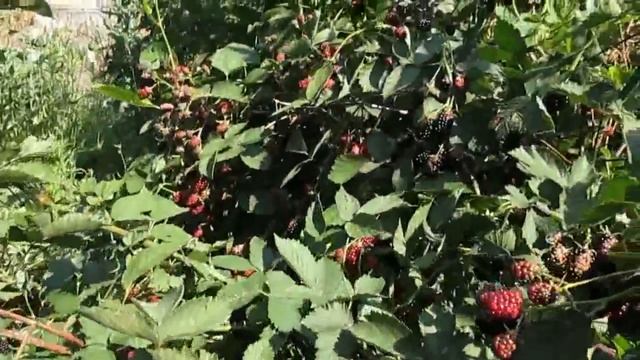 ЕЖЕВИКА БЕЗ ШИПОВ - лучшие сорта. Секреты Ухода за ежевикой безшипной в саду.