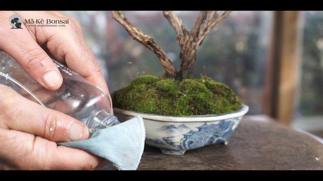 88) Basic Bonsai Pot Care - Bonsai Trees for Beginners Series смотреть онлайн