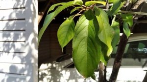 ШАРАФУГА на КУБАНИ