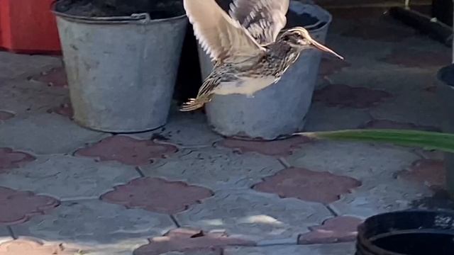 Чудо птица Бекас вид куликовых. смотреть онлайн