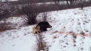 по кабану подранку работает лайка