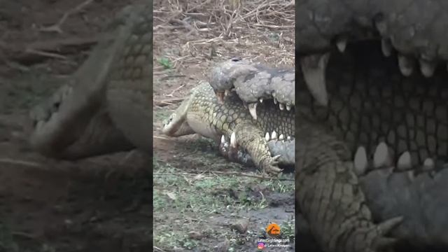 Crocodile Fights and Eats Crocodile