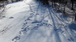 Следы зайца беляка.