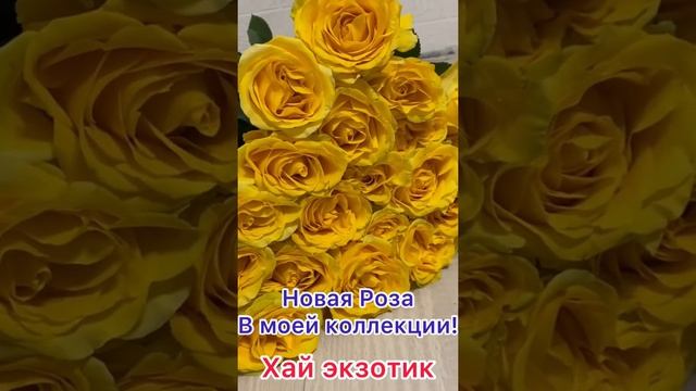 Роза Хай Экзотик. Чайно-гибридная. Новинка в моей коллекции!?