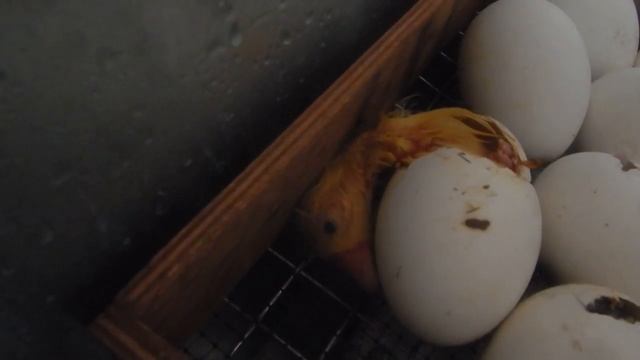 Вылупление гусят в инкубаторе Блиц 72 смотреть онлайн