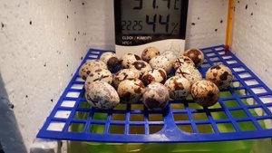 Инкубатор для перепелиных яиц своими руками