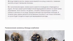 Анемона бланда, посадка и уход