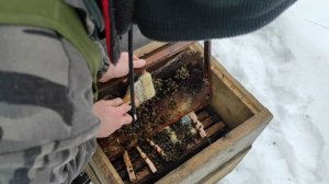 Зимовка пчёл.Чем и как можно вытянуть проблемные семьи в конце зимовки перед облётом! #Зимовка_пчёл