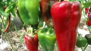 Обзор урожайных крупноплодных сладких перцев 01 08 21. Часть 1.