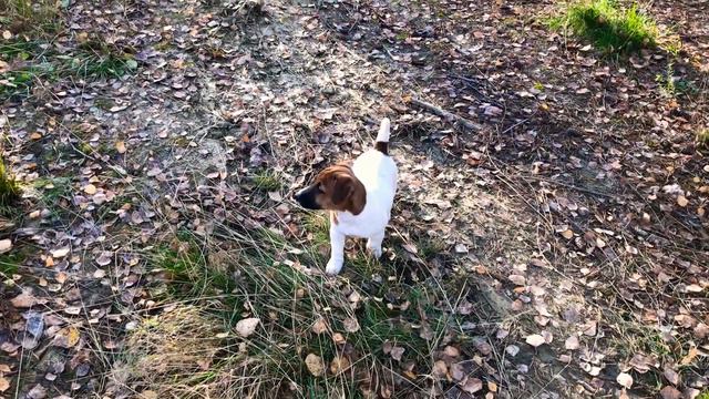 Бэрри 2.5 мес. Джек Рассел Терьер смотреть онлайн