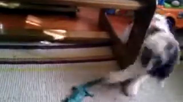 Maine Coon Ruby Tuesday Playing with a Rubber Cocodrile смотреть онлайн