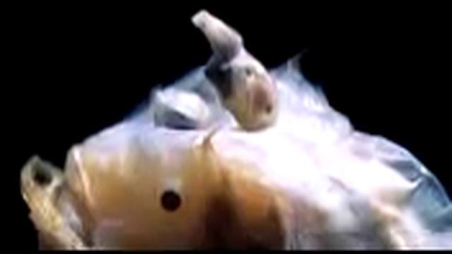 10 невероятных существ Марианской впадины смотреть онлайн