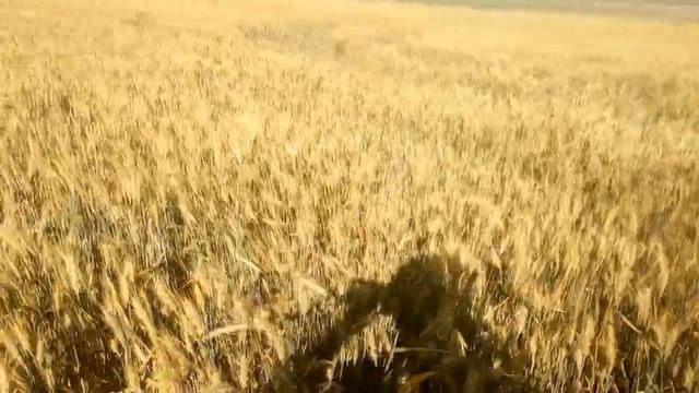 Состояние озимой пшеницы: налив зерна 09.06.2020 смотреть онлайн