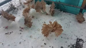 голуби павлины. Дубровского Сергея 89873048800