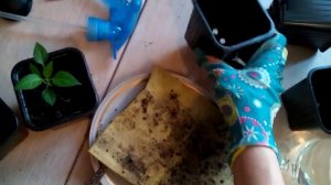 Пересадка перцев декоративых на постоянное место