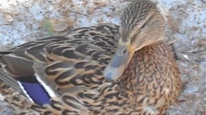 Утка может болтать! Мурлыкать! Лаять! Хрюкать! Квакать! Вокальные звуки утки:)